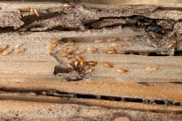 Best Affordable Pest Control Services  in Solon, OH